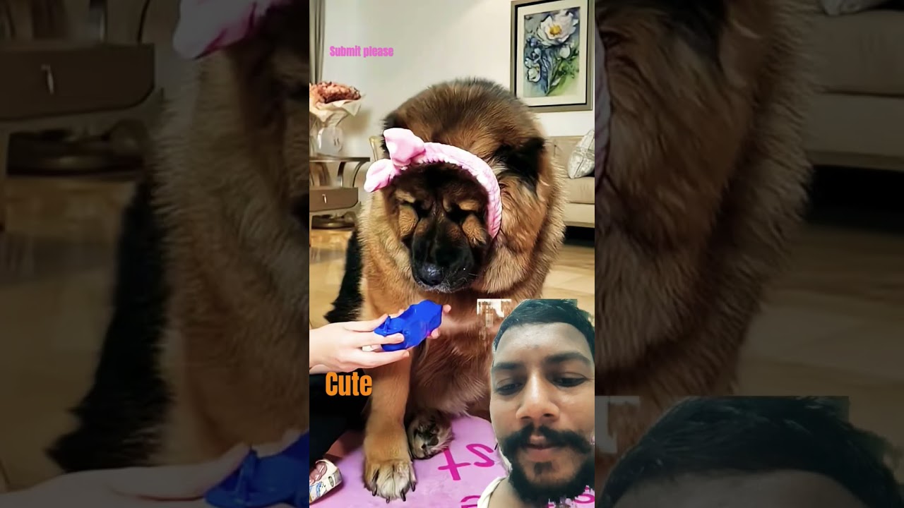 funny short video ! hitech-r3i  trending short