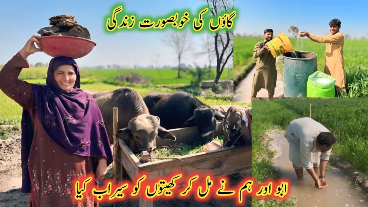 Gaaoun Ki Khoubsoorat Zindagi.   🌳 Abbu Aur Hum Nay Mil Kar Khaitaun Ko Sairaab Kia.   