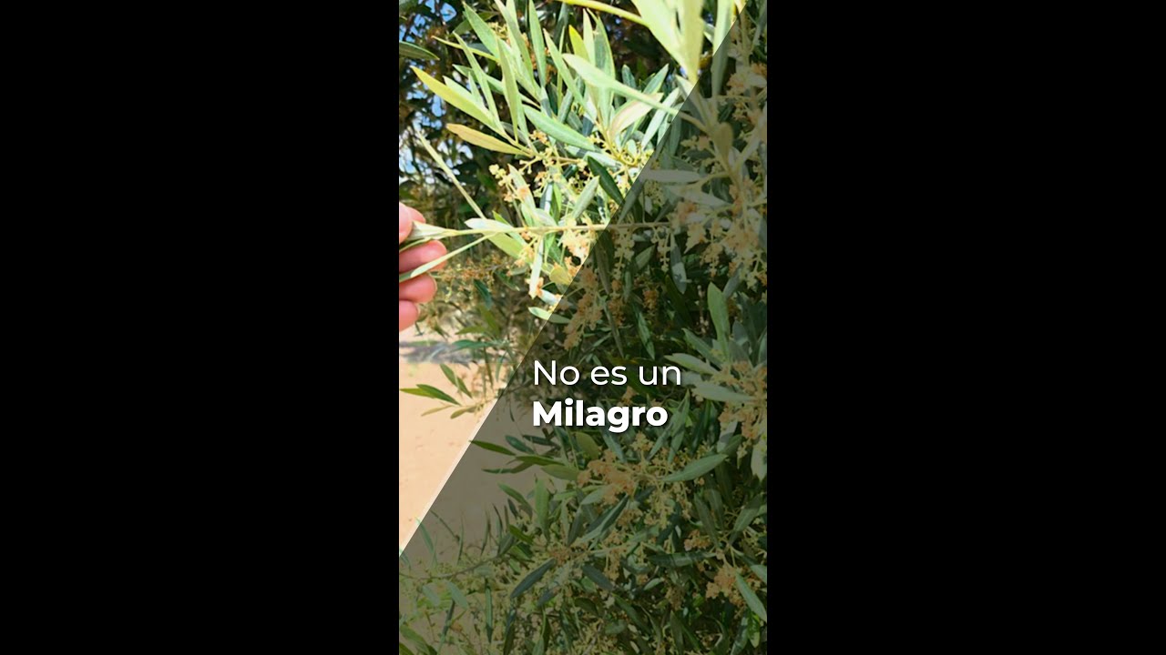 NO ES UN MILAGRO - OLIVAR
