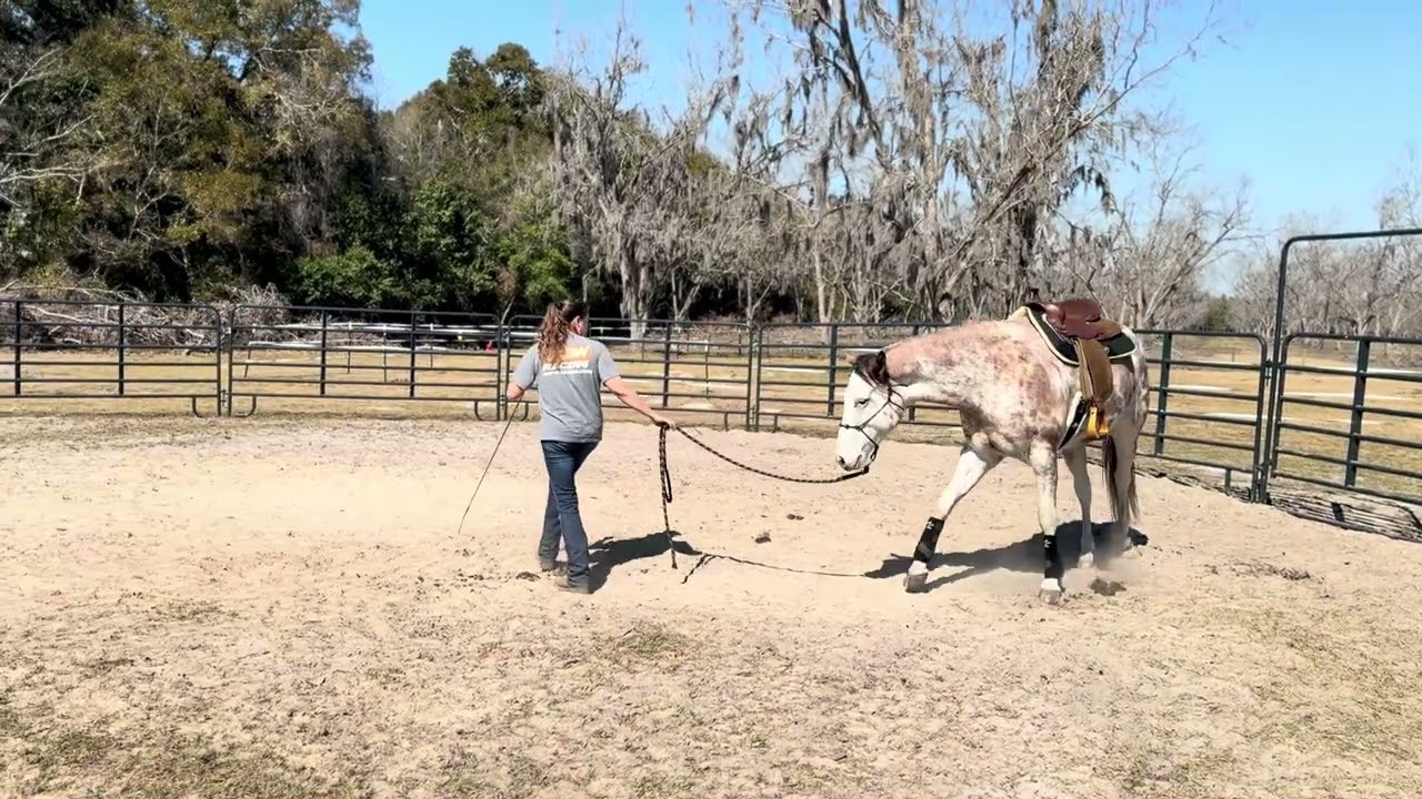 Forrest’s First Saddle
