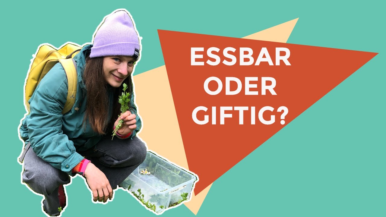 Wilde Kräuter in der Stadt - essbar oder giftig?