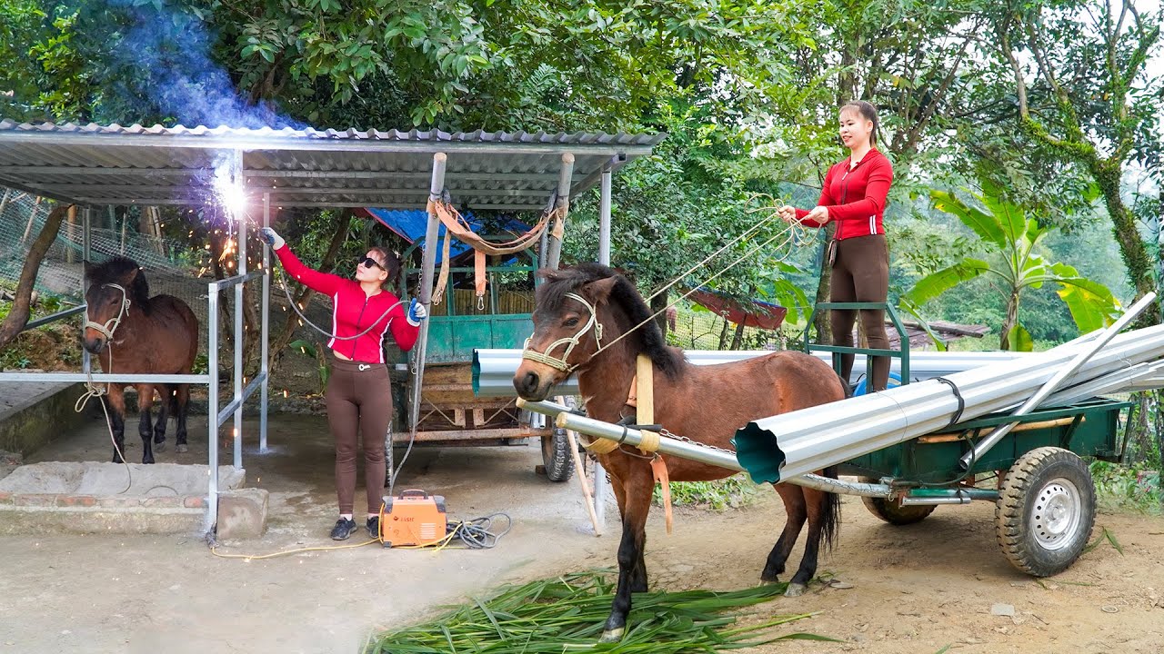 Building New Horse Stables For The Coming Winter - Life in the Village. Ly Tieu Toan