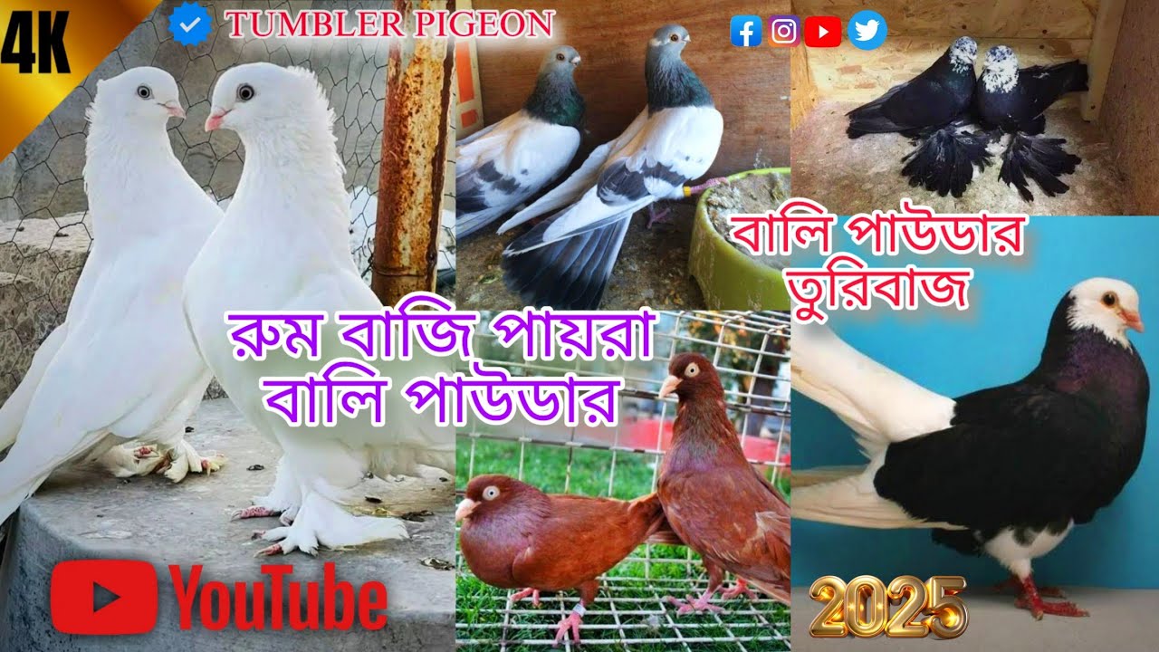 💥নতুন বালি পাউডার তুরিবাস পায়রা রুম বাজি পায়রা 💥🦅  TUMBLER PIGEON 💥@JEET_PIGEON.BRAND_LOFT