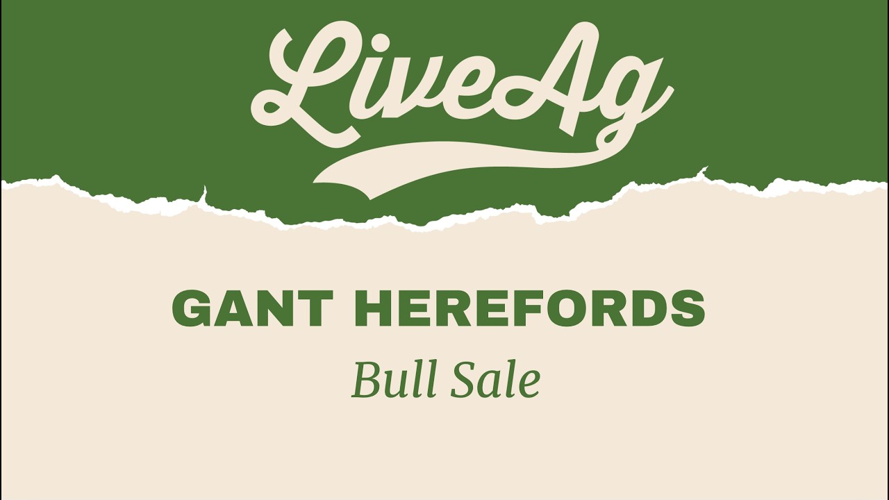Watch the 2026 Gant Herefords