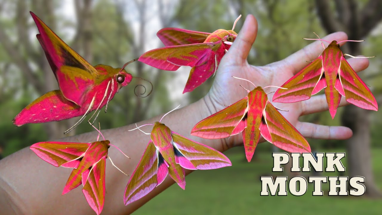 HUGE PINK MOTHS! Elephant Hawkmoth / Deilephila elpenor - Breeding GUIDE! MothCycles ft Bart Coppens