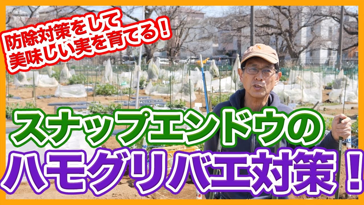 家庭菜園や農園のスナップエンドウ栽培でハモグリバエ対策！生長を悪化させないための害虫対策を解説！【農家直伝】Tips for pest control for snap pea cultivation