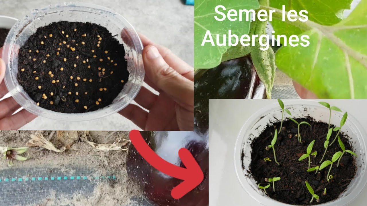 Semer les Aubergines 2020
