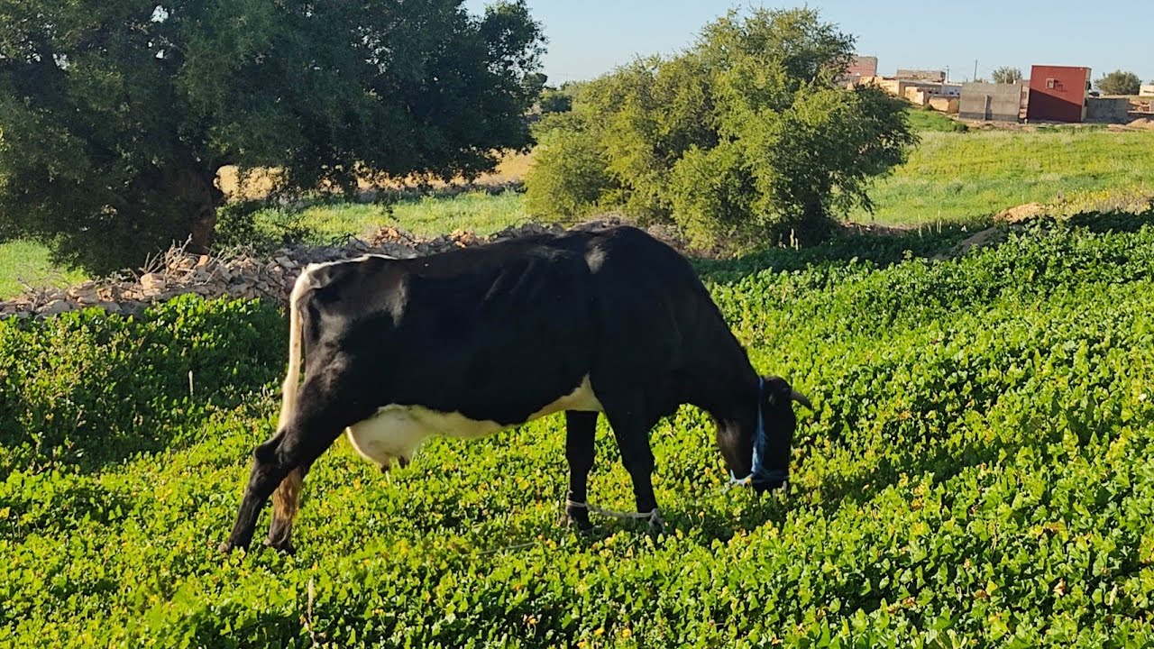 مناظر خلابة بمنطقة حاحا ضواحي مدينة الصويرة 🌿☘️🌺💐🌳