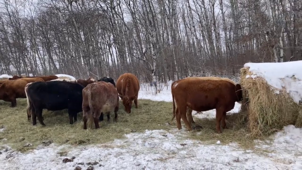 Bale grazing intro