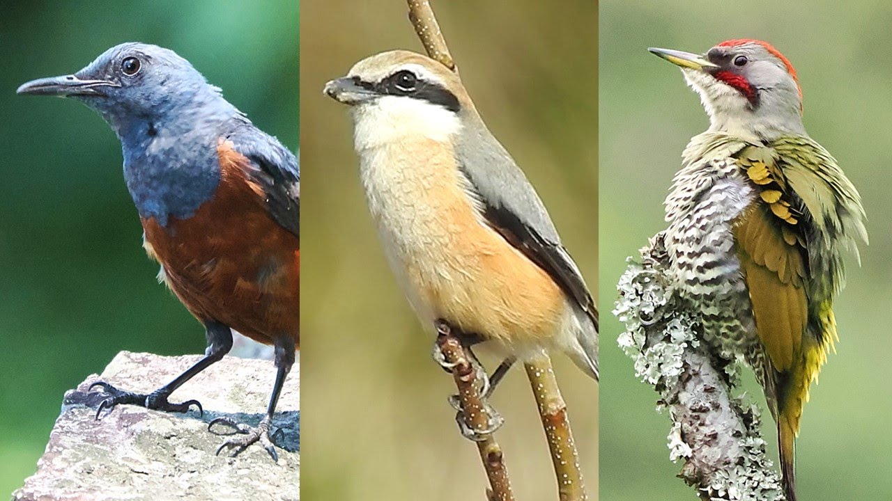 【３択】鳥の鳴き声クイズ (秋の鳥編)
