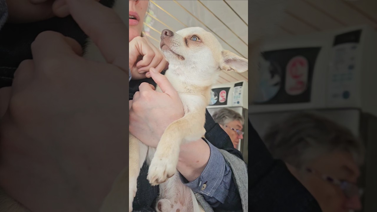 Chihuahua Charlie gets his ears cleaned #shorts #chihuahua #doglife #dogears #pets