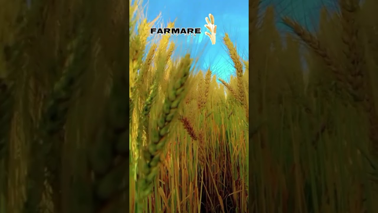 farmare Life