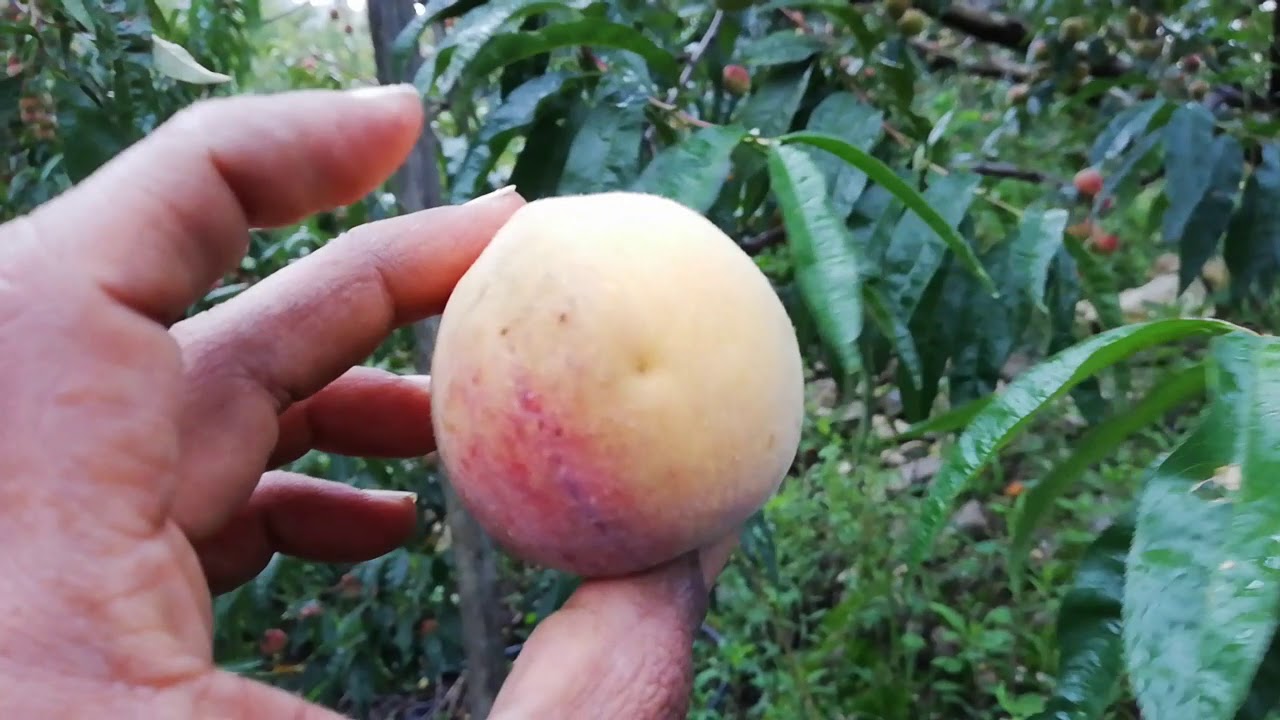 Control mosca de la Fruta en el Durazno!