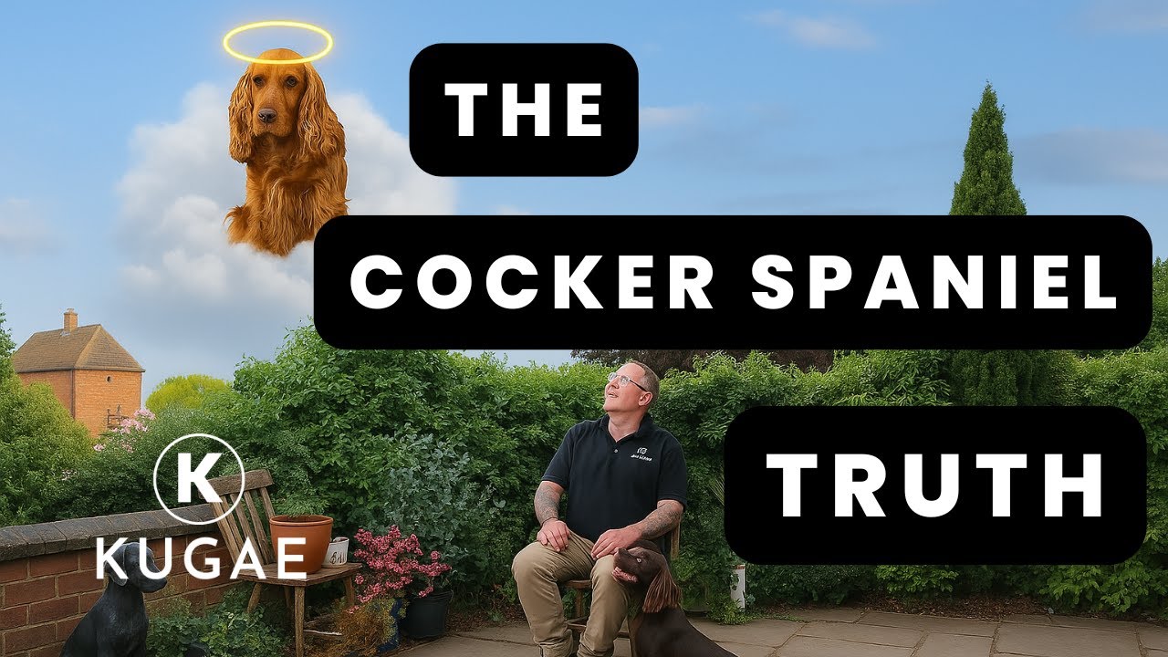 The Reality Of Cocker Spaniels