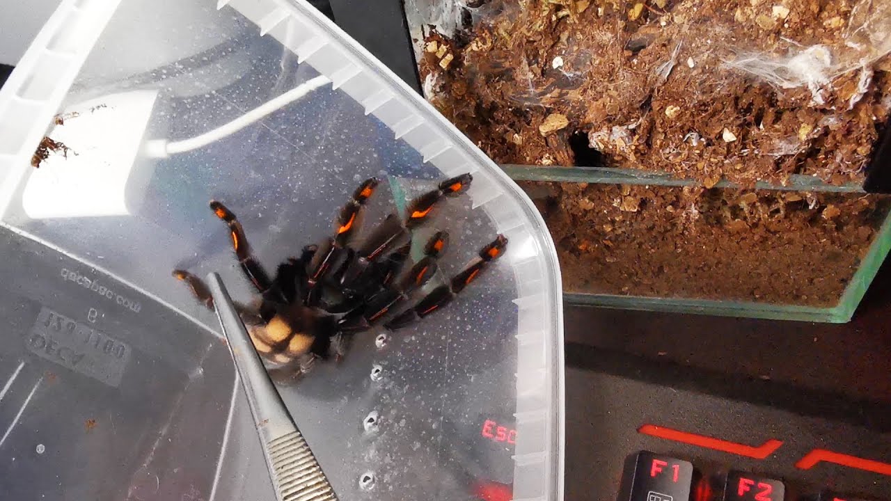 Przekładanie pająków i ARANŻACJA POJEMNIKÓW!