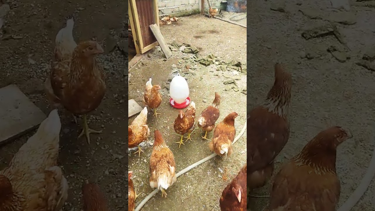 Ayam petelur cp 909@piawanjayafarm