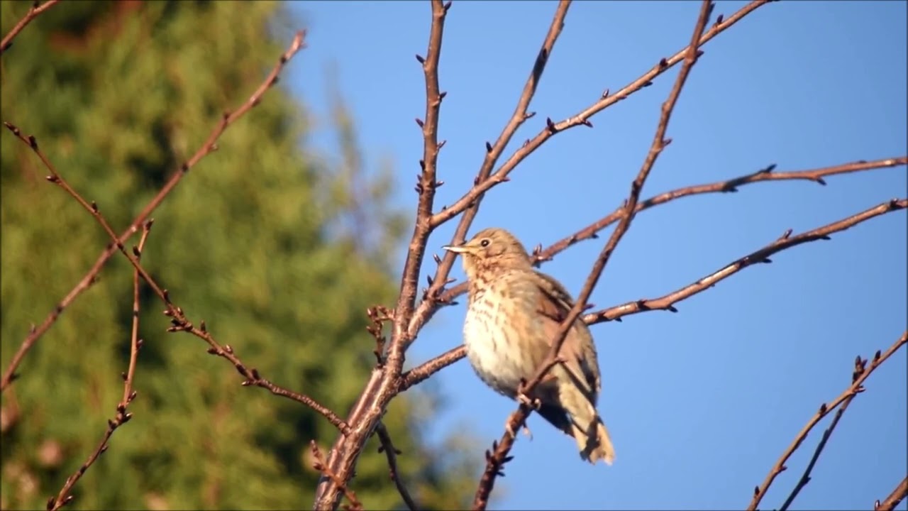 Song Thrush
