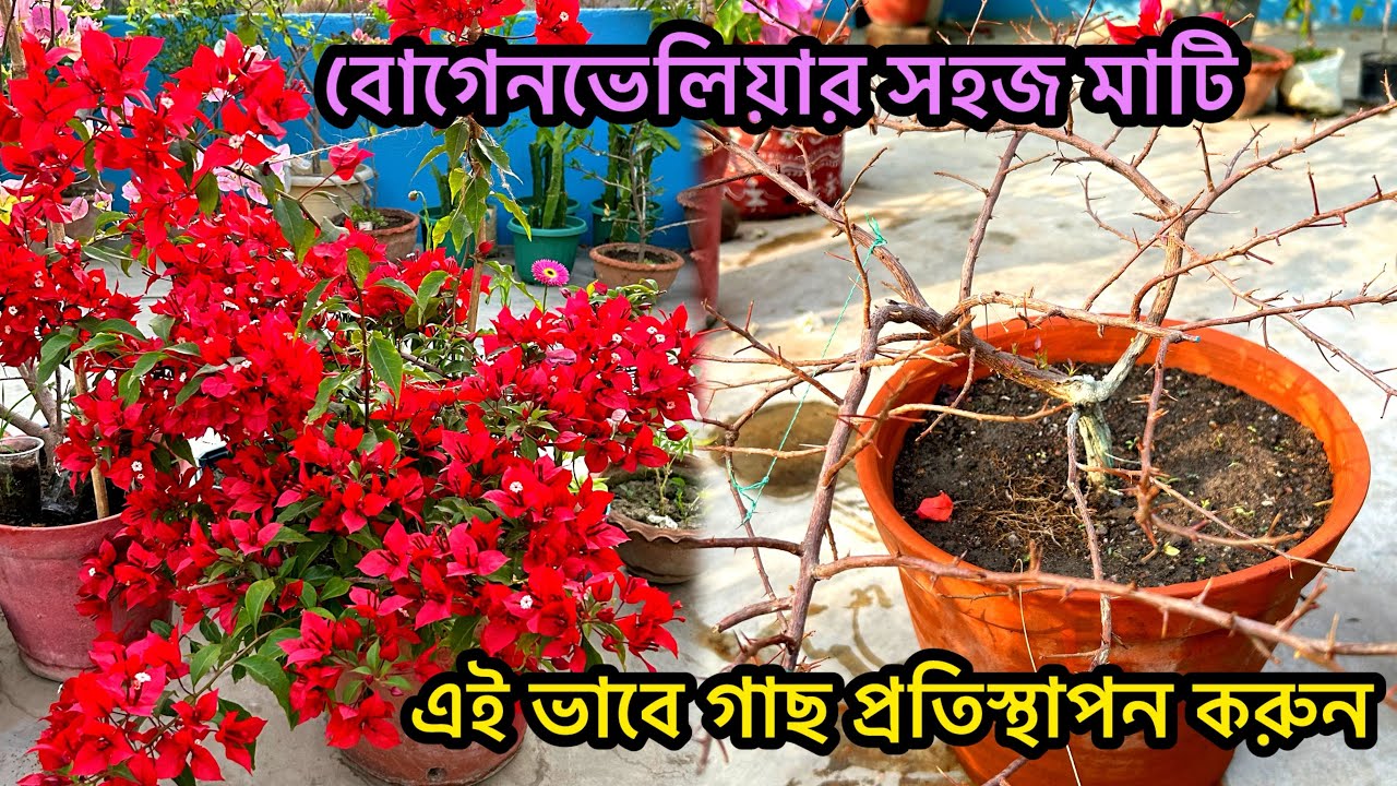 নার্সারি থেকে বোগেনভেলিয়া কিনে এনে এই ভাবে গাছ প্রতিস্থাপন করুন - ফুলে ভরে যাবে বাগানবিলাস