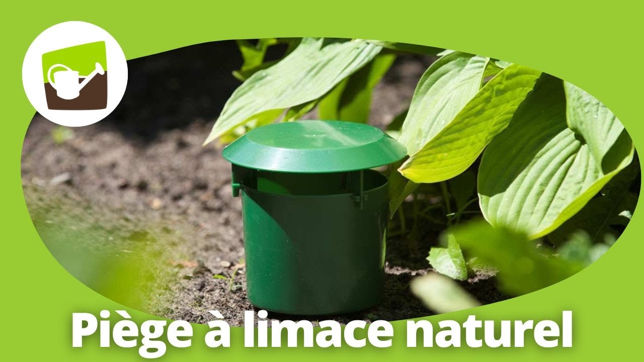 Un pi&egrave;ge &agrave; limace naturel pour lutter efficacement contre les limaces et escargots !