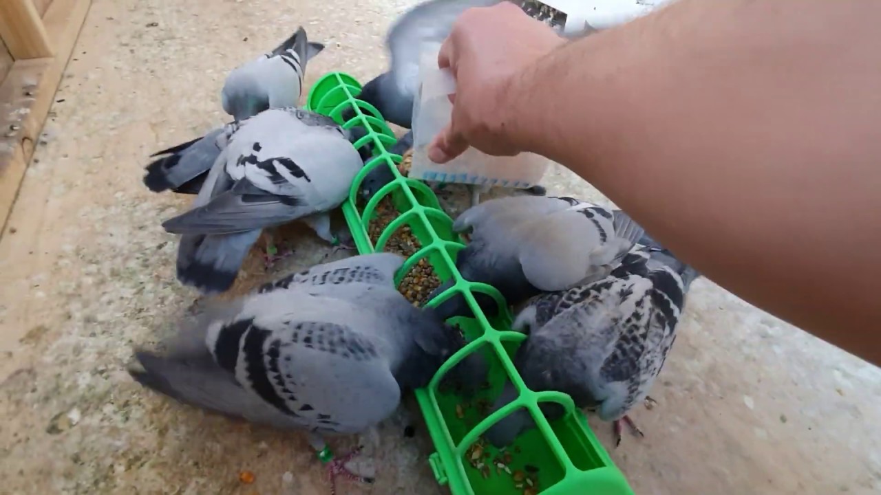 Pigeon FLying & Loft Cleaning