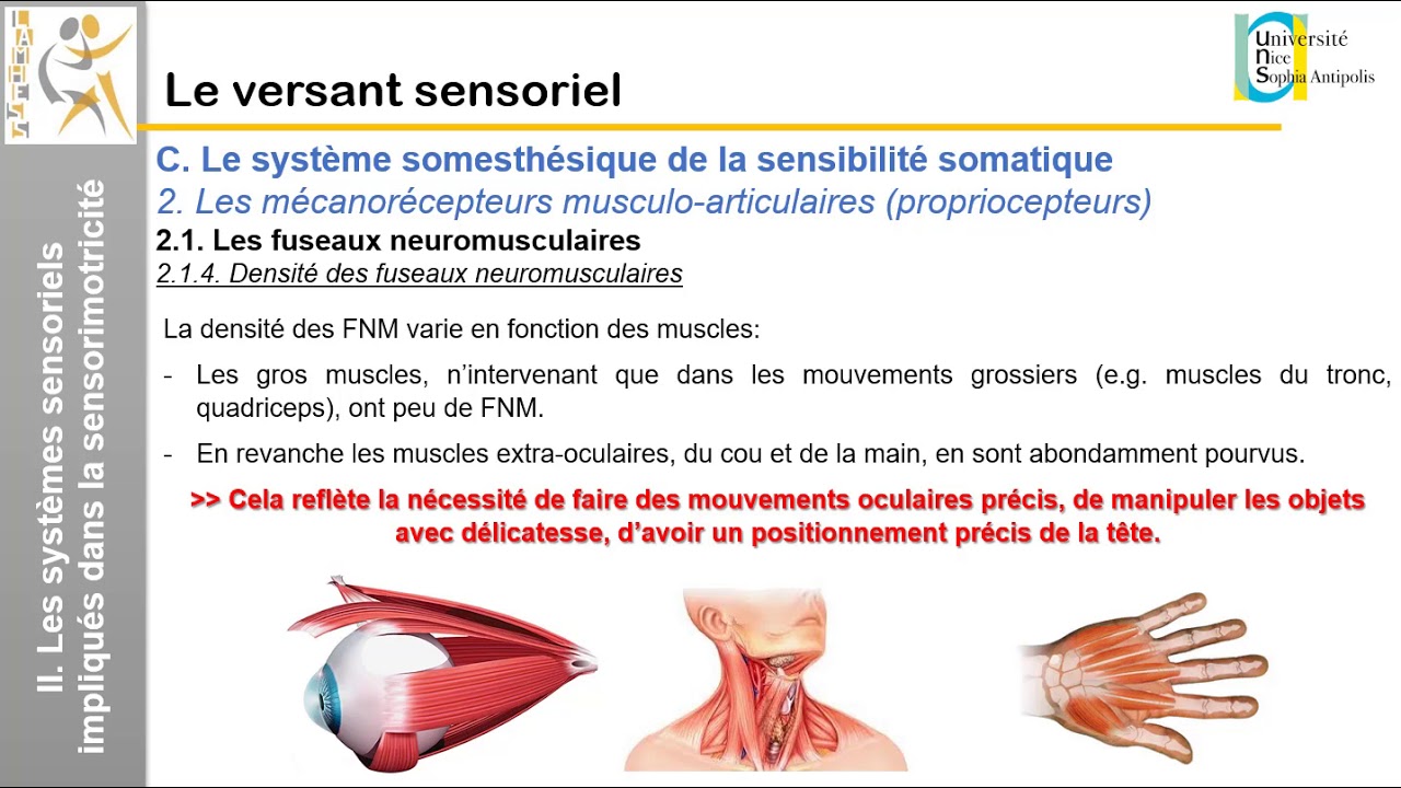 III. Le versant sensoriel: Les propriocepteurs