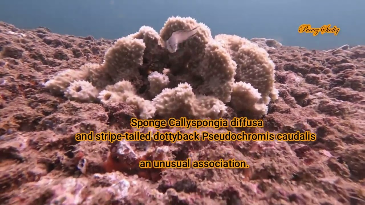 2023 10 15 b- Marine Life around North East Charna Island