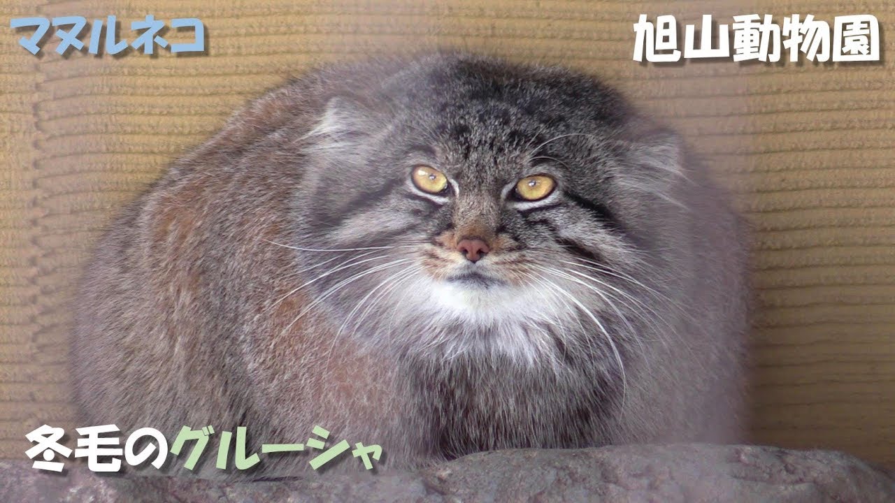 【マヌルネコ】冬毛のグルーシャ（旭山動物園） Pallas's cat