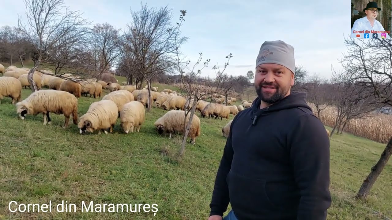 Свежие овцы и сильные собаки Богдана Романа из Четацеле, Марамуреш
