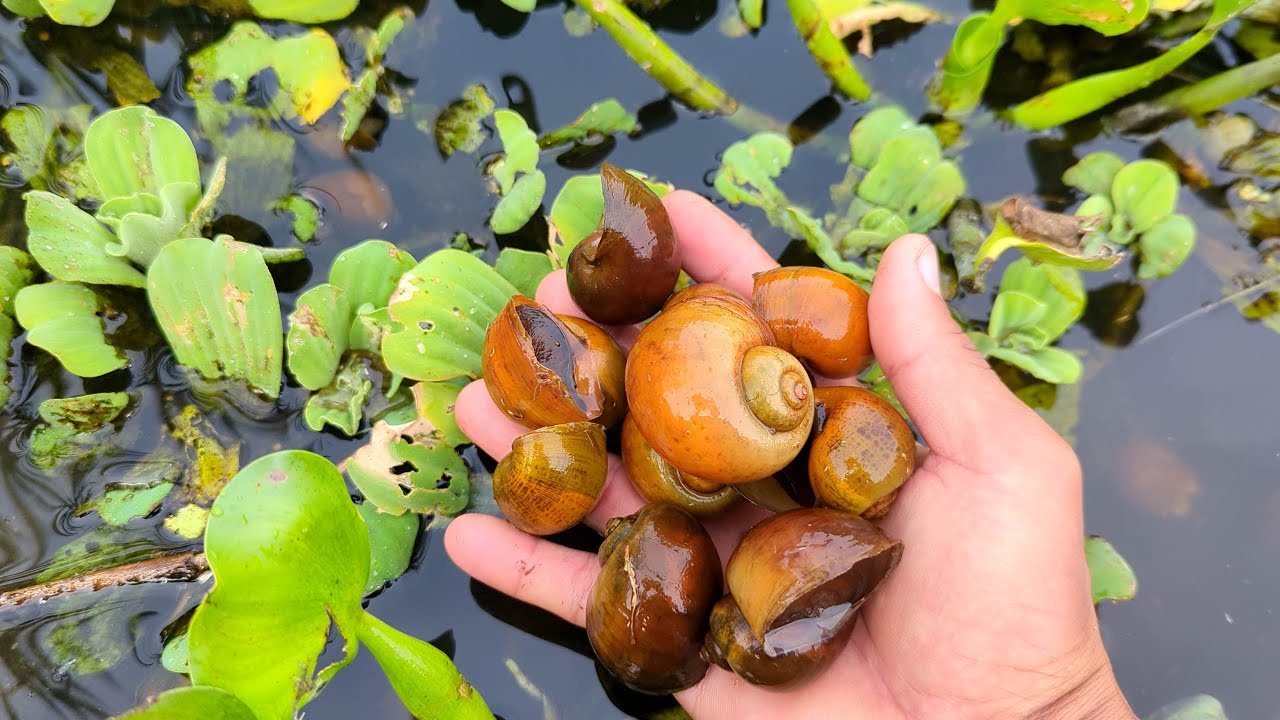 Picking Gold Snails On Lake
