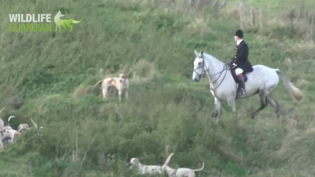 Royal Artillery Hunt marking a fox to ground