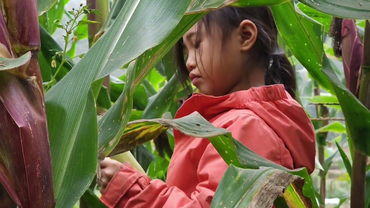 Full video - The little girl diligently harvested young corn on her own and sold it to make a living