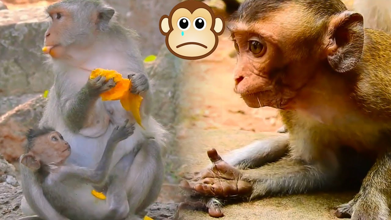 The sick baby monkey could not hold its mother, the only piece of food in her hand was taken away