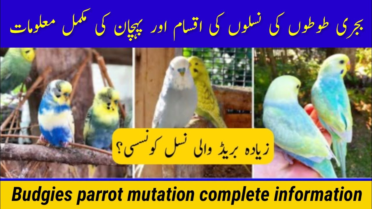 Types of budgies parrots||Australian parrots mutation complete information