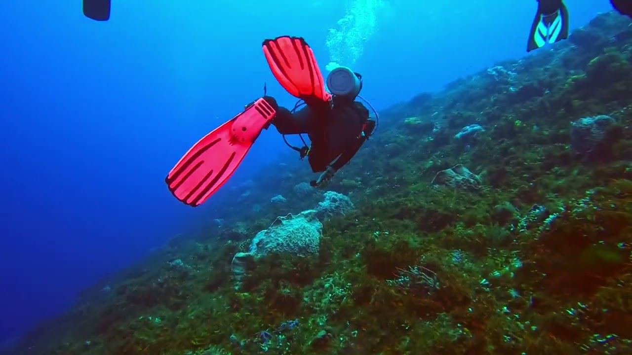 Santa Rosa Wall, Cozumel December 2024, Uncut Dive