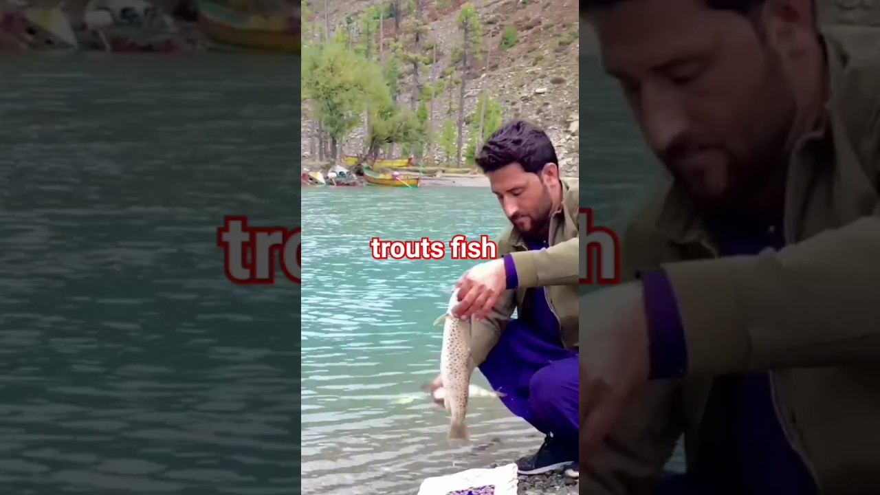 trouts fish in kalam valley swat pakistan /kalam trout fish.#trout #fish #beautyofkalam #ytshorts