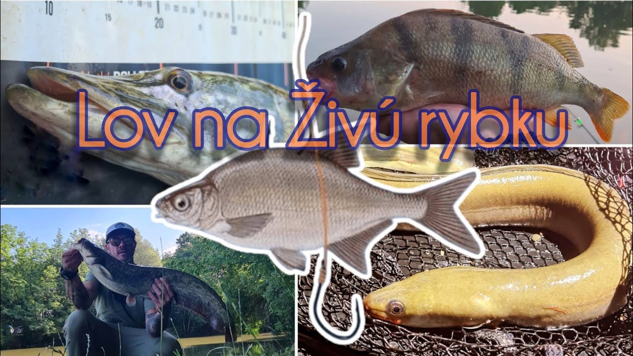 Lov na Živú rybku/Lov na rybku/Lov Šťúk/Lov Štik/Lov Úhora/