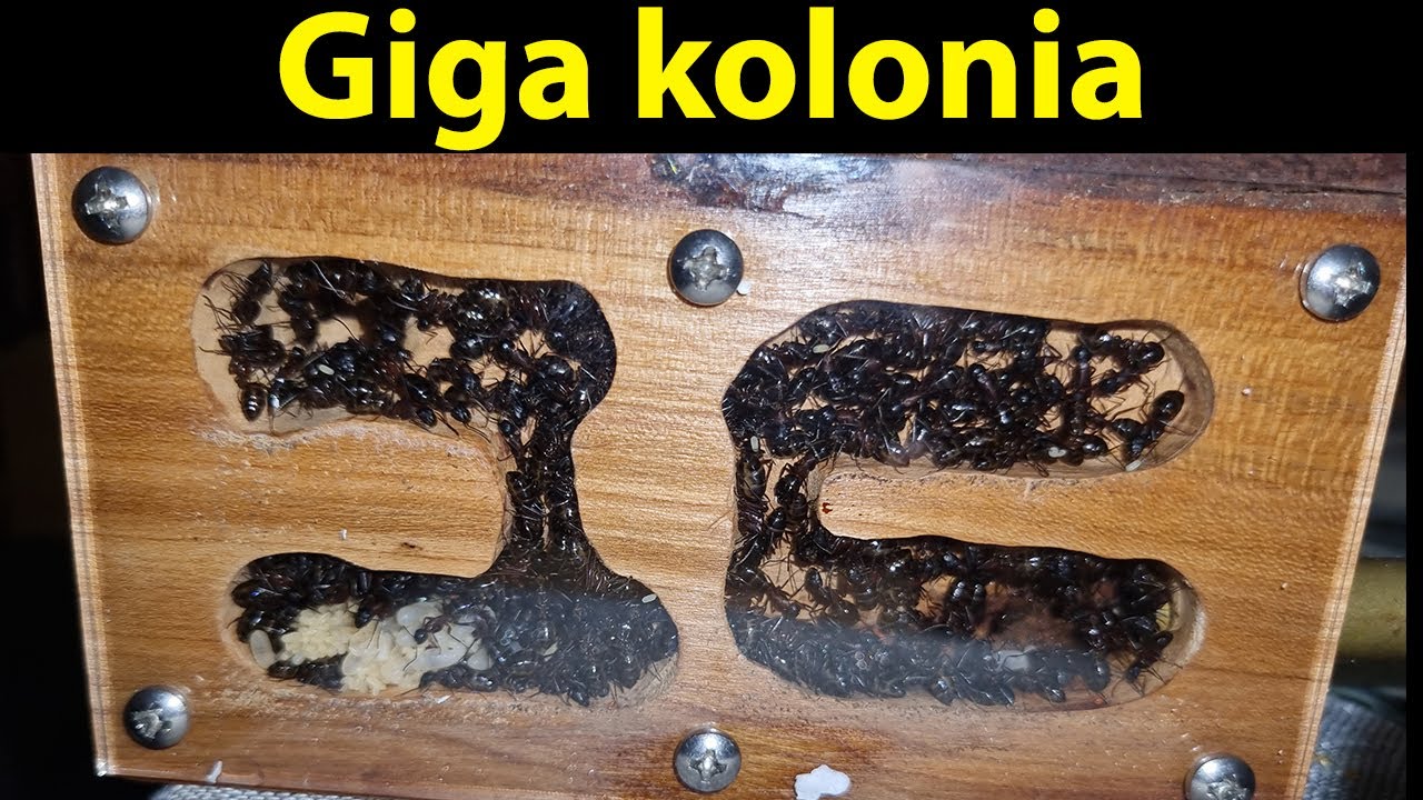 [Mrówki] Największa kolonia 👉 Camponotus ligniperda jaką w życiu miałem 😱🐜🐜🐜