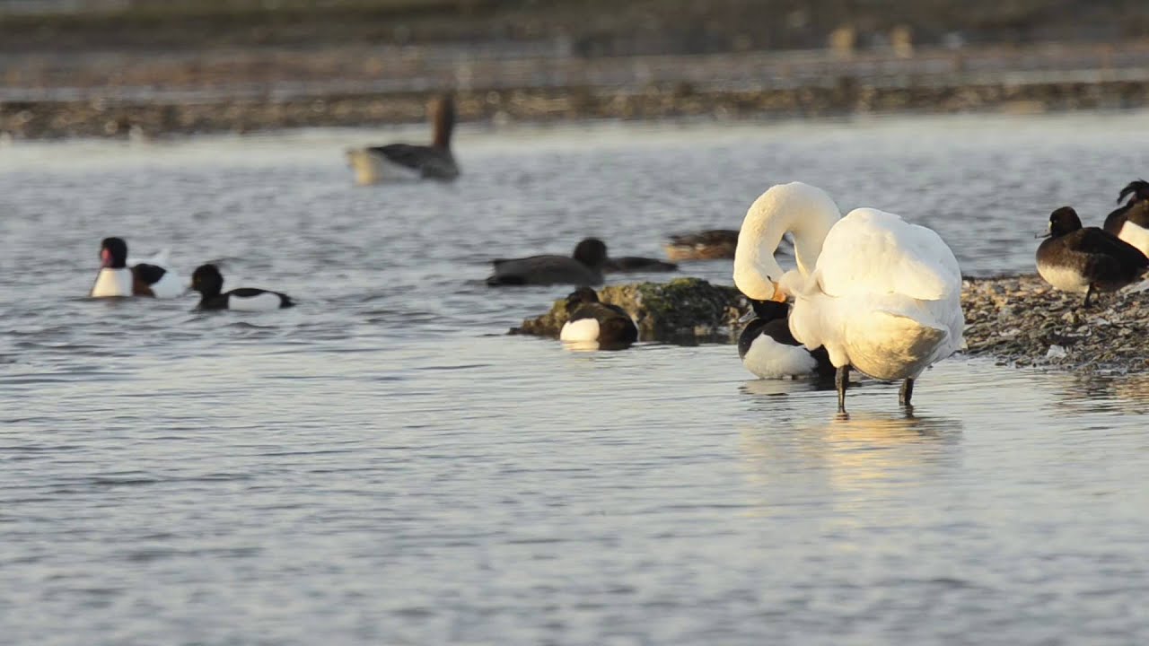 Bewick's swans: A safe haven | WWT