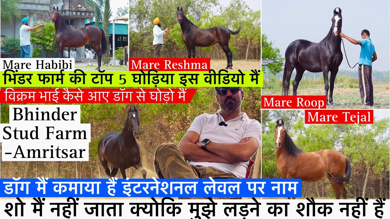Bhinder फॉर्म की टॉप 5 घोड़िया कैसे Bikram भाई आए डॉग से घोड़ों मैं !