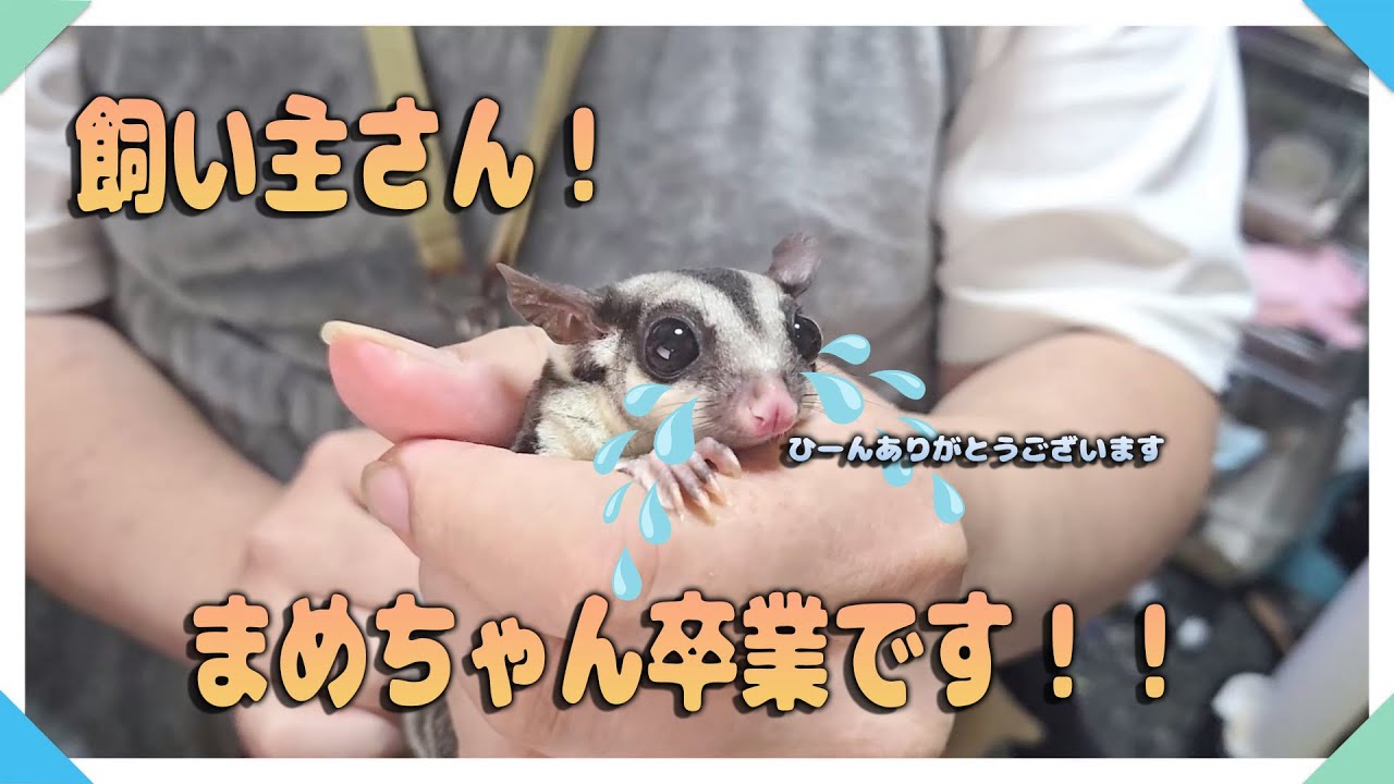一年半飼い主流血モモンガちゃんのお預かり保育後編～爪切り卒業試験