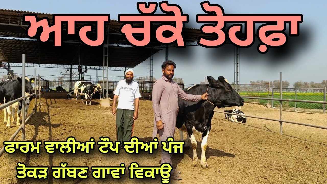 ਫਾਰਮ ਵਾਲੀਆਂ ਟੌਪ ਦੀਆਂ ਪੰਜ ਤੋਕੜ ਗੱਬਣ ਗਾਵਾਂ ਵਿਕਾਊ । Farmer TV