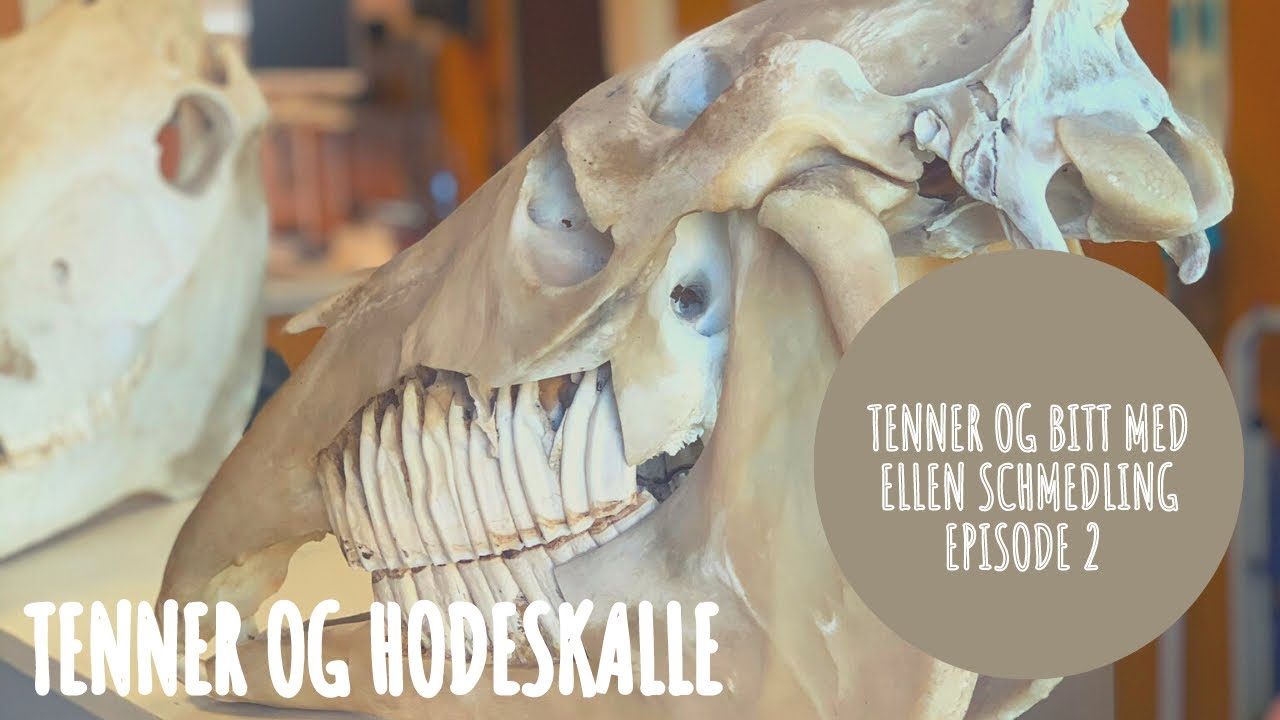 Tenner og hodeskalle