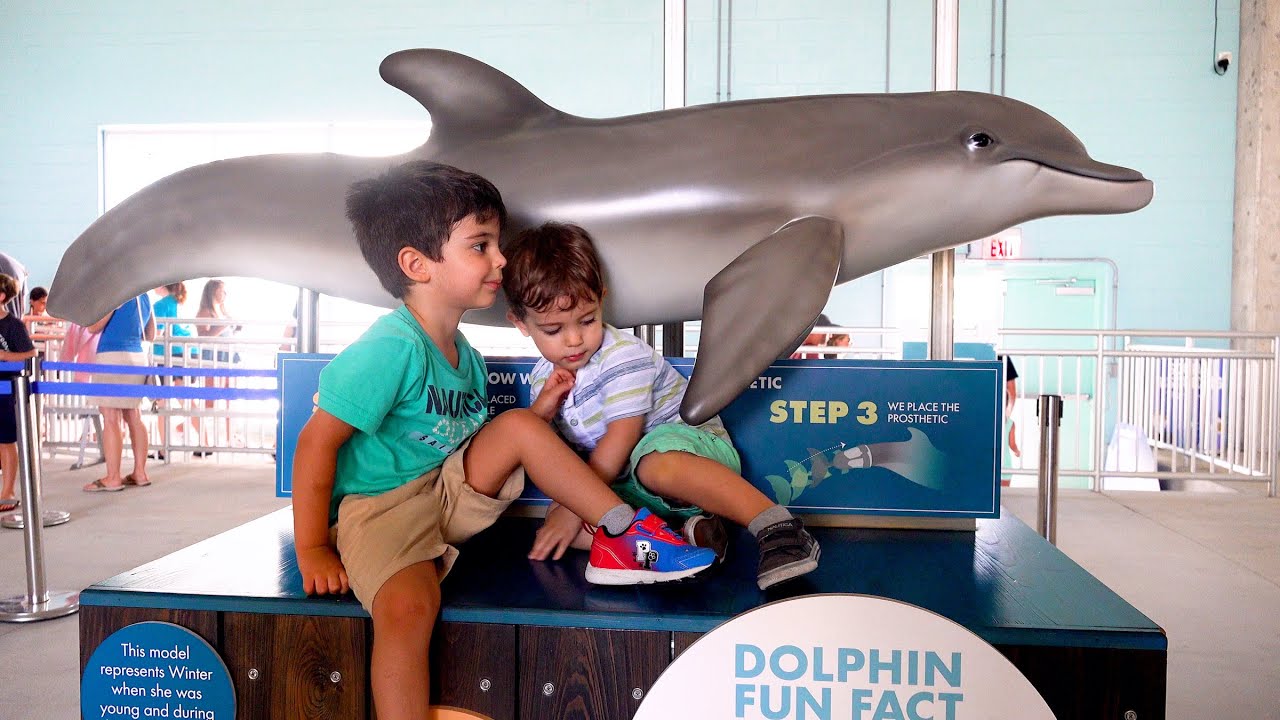 Winter, Hope, PJ, Nicholas the dolphins at the aquarium
