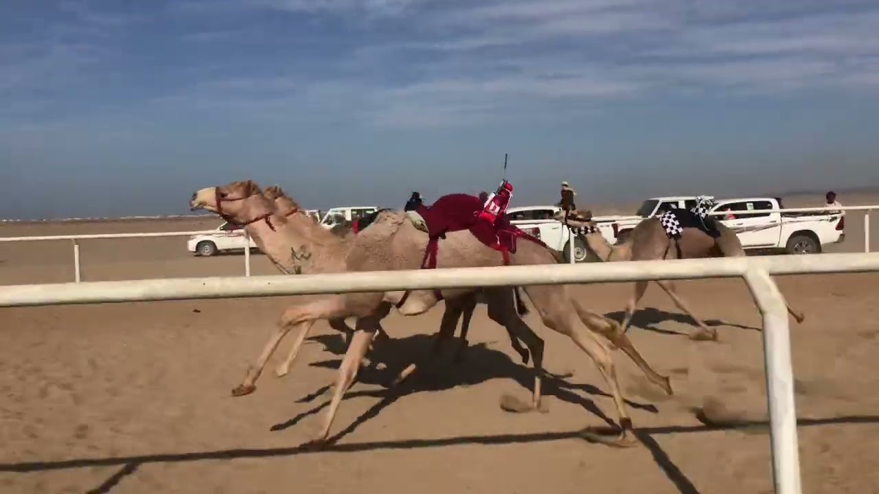الشوط الرئيسي للمفاريد بكار - مغادره للسيد محمد بن سالم شتيان الحويطي