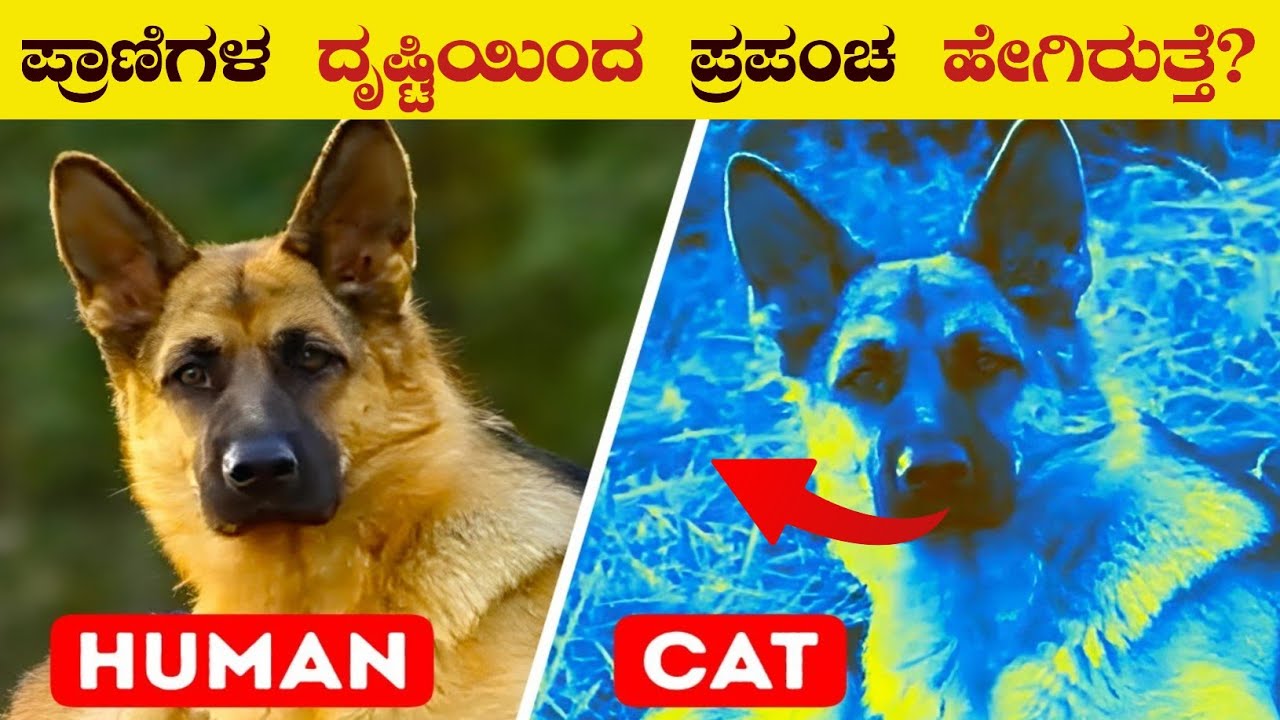 ಪ್ರಾಣಿಗಳು ಈ ಪ್ರಪಂಚವನ್ನು ಹೇಗೆ ನೋಡುತ್ತವೆ ಗೊತ್ತಾ? | How Animals See the World | VismayaVani