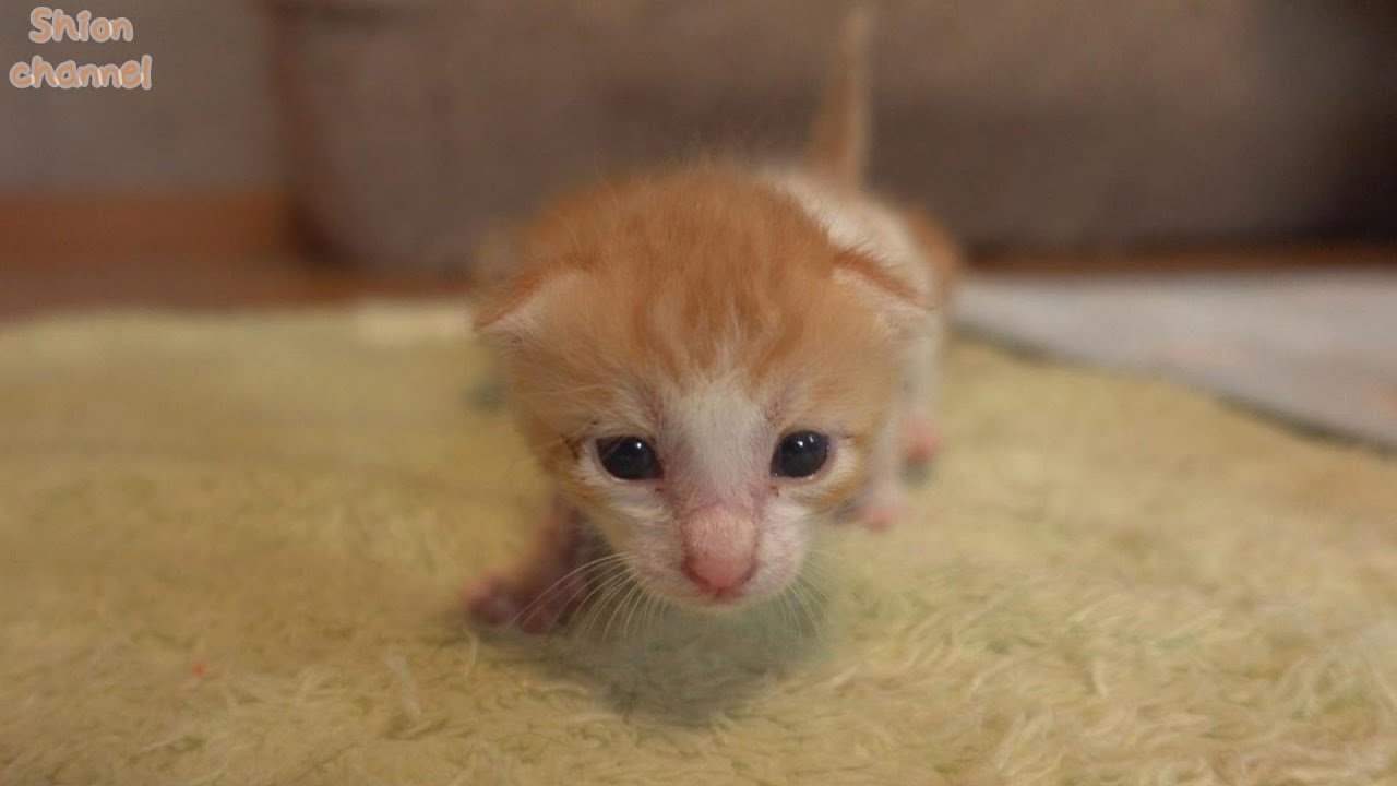 【生後14日】性別判明！子猫たちの名前を決めました