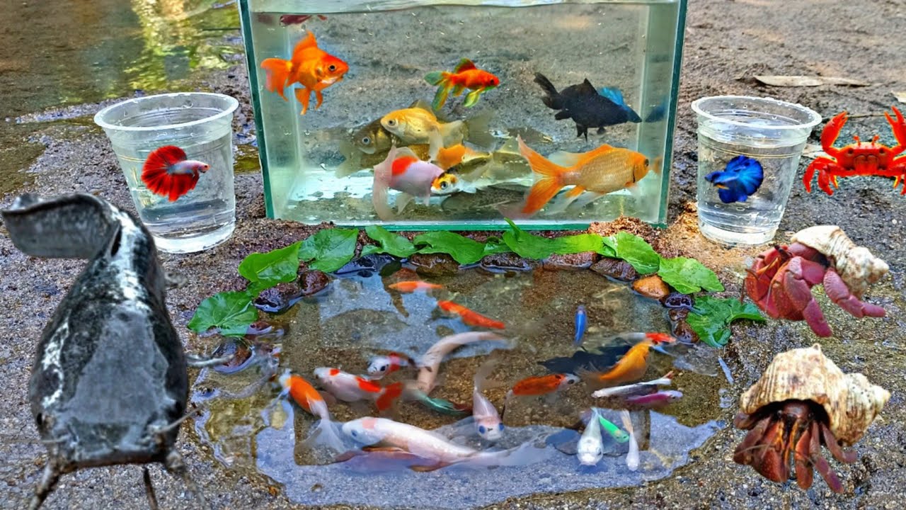 Wow Wonderful! Mencari Ikan Hias di Sungai, Ada ikan Cupang, Ikan Koi, Ikan Lele, Belut, Iguana