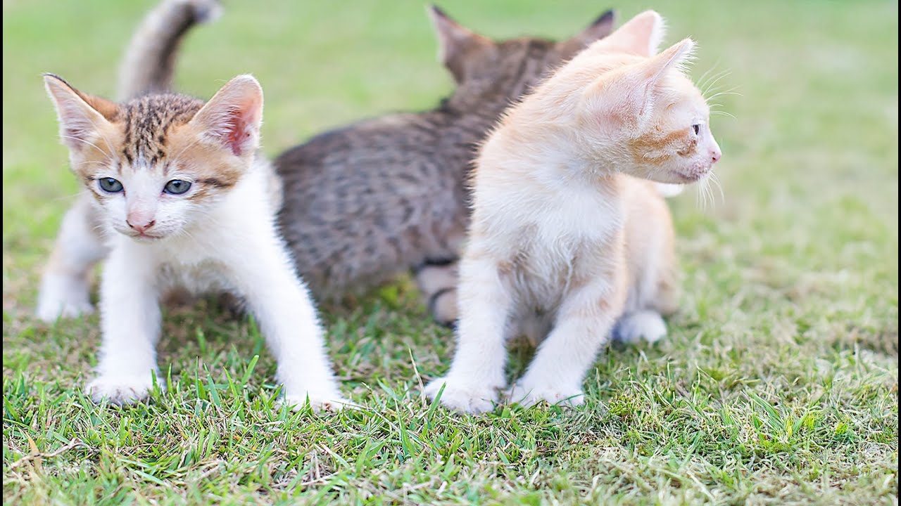 Sweet Kittens Meow While Playing with Puppies, Fluffy Rabbits, Baby Cows & Little Mice on the Grass!
