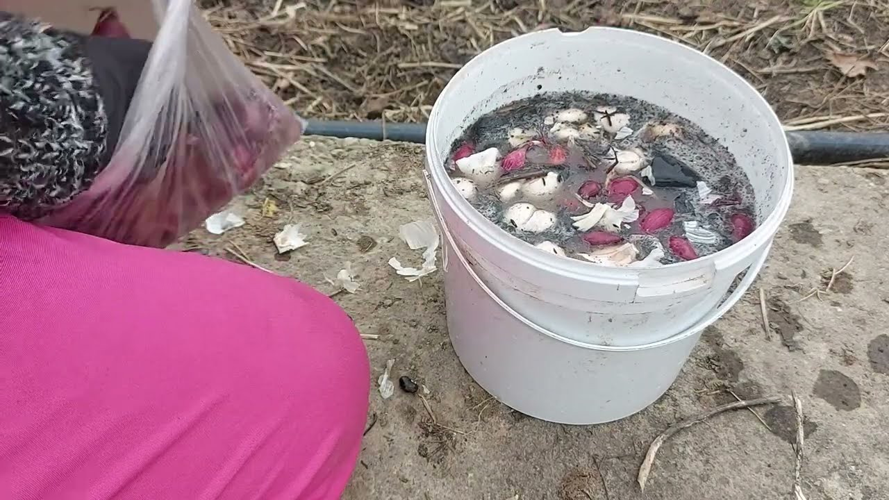 Обработка чеснока и лука перед посадкой