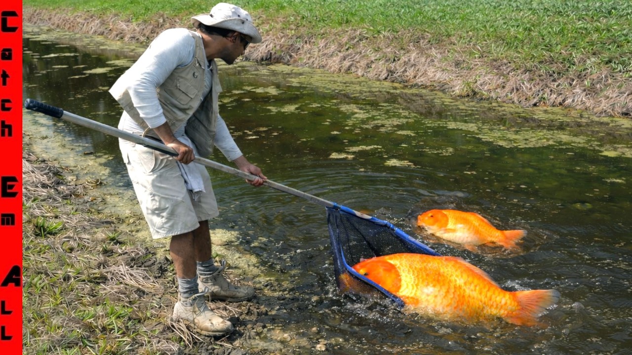 FISH STUCK in BLACK OIL Water DITCH Drying UP after FLASH DROUGHT!